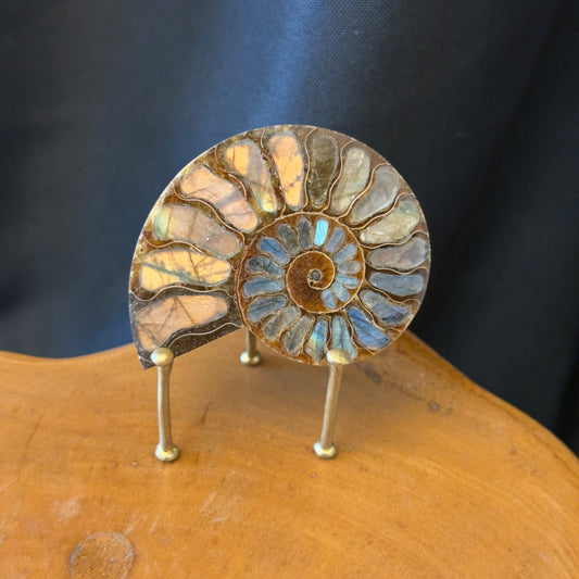 Mini Ammonite with Labradorite