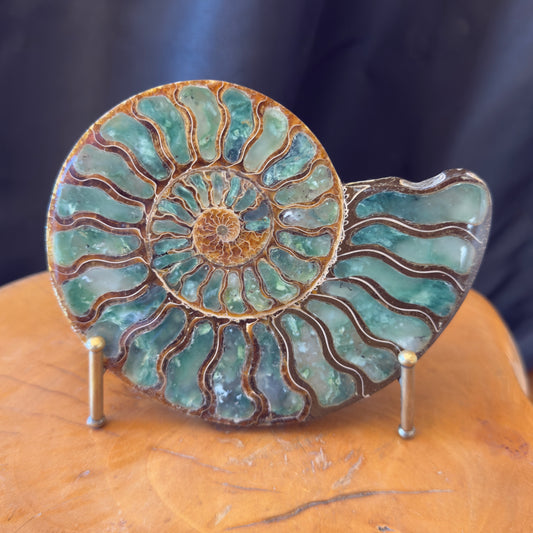 Ammonite with Green Opal
