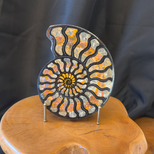 Ammonite with Magma Chalcedony Inlay