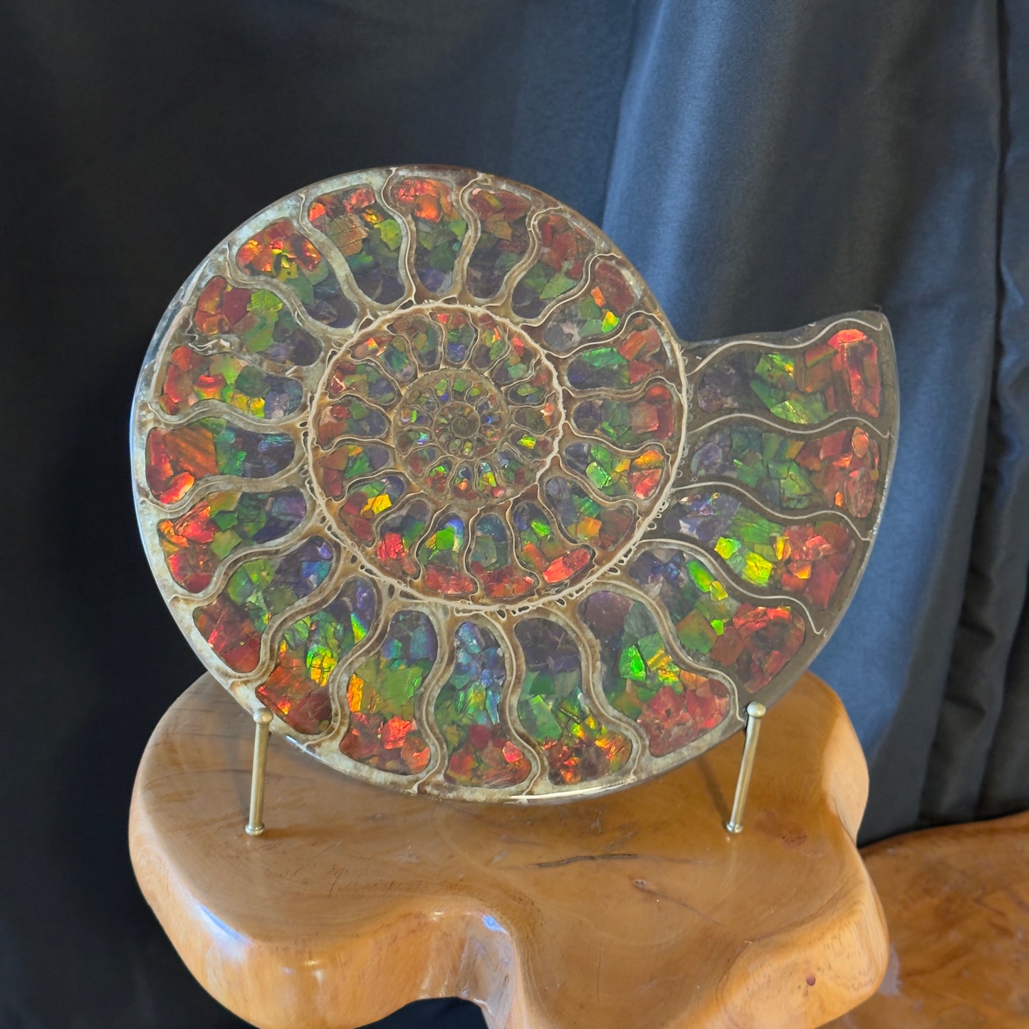 Ammonite with Ammolite Inlay