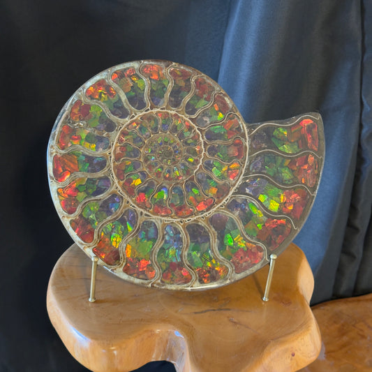 Ammonite with Ammolite Inlay