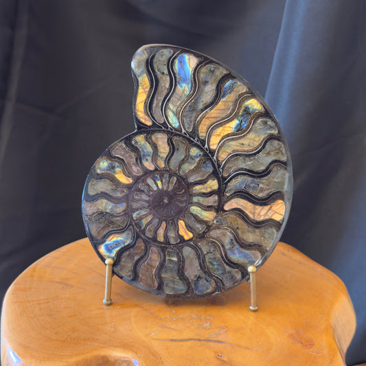 Ammonite with Labradorite Inlay