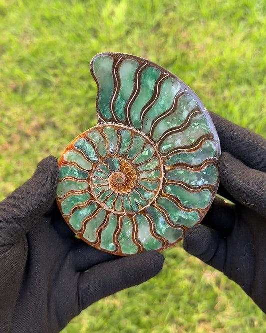 Ammonite with Green Opal