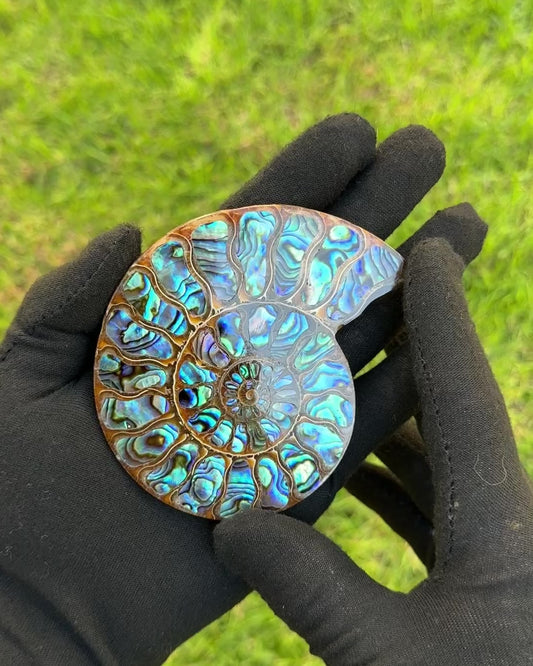 Ammonite with Abalone Inlay