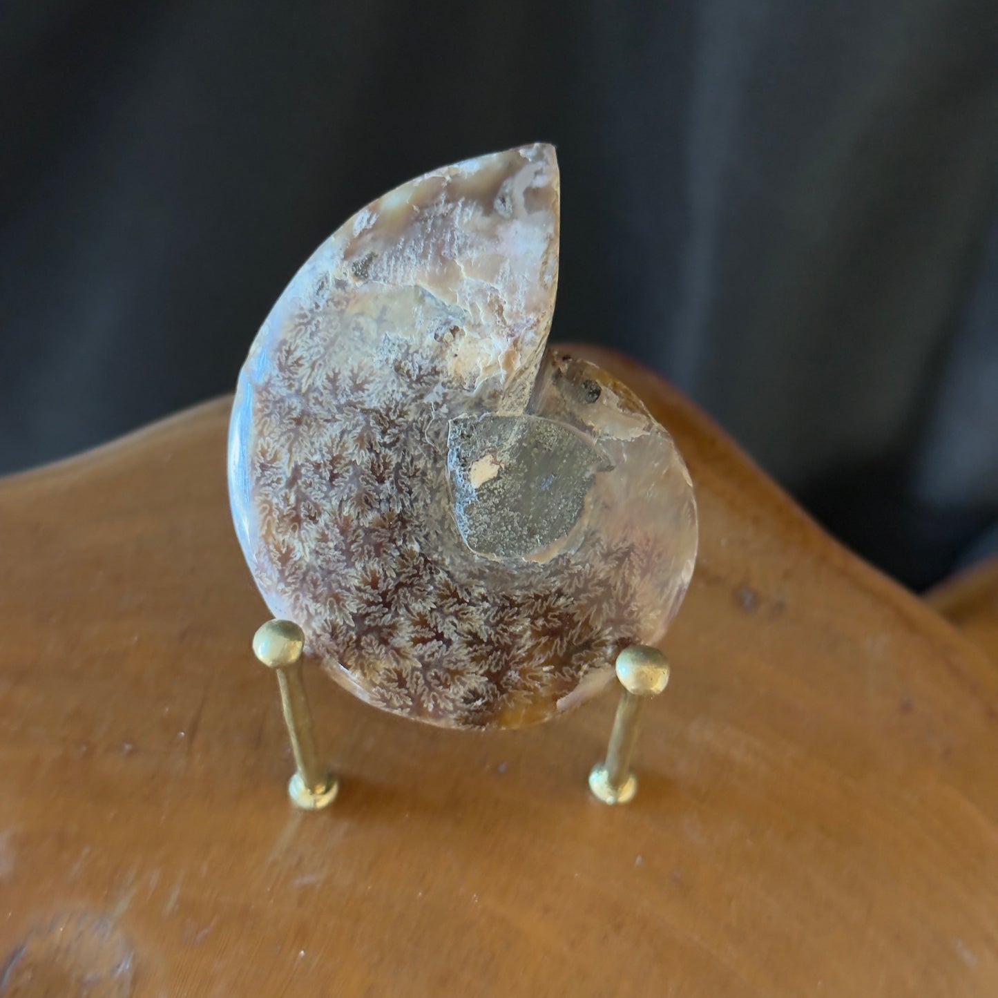 Ammonite with Abalone Inlay