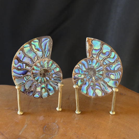 Ammonite with Abalone Inlay