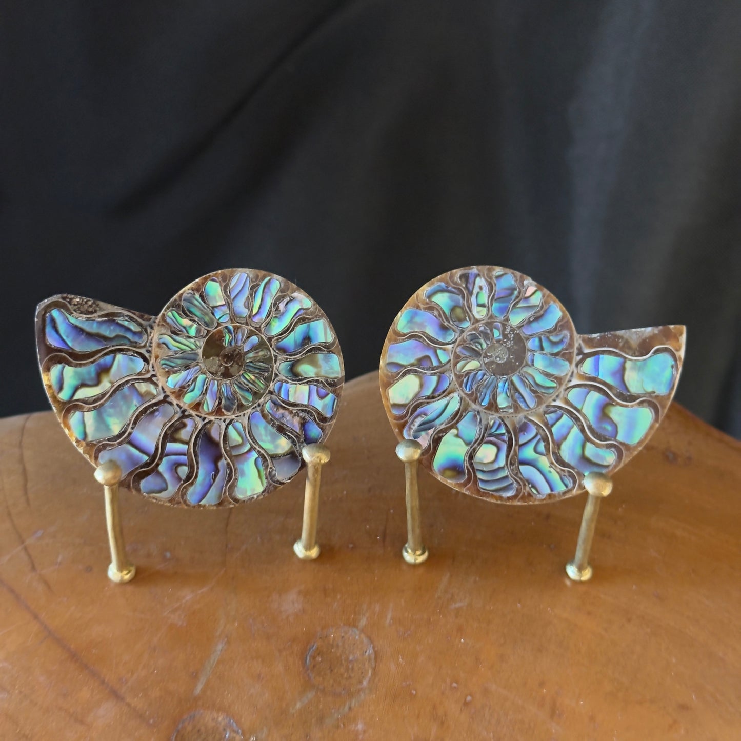 Ammonite with Abalone Inlay