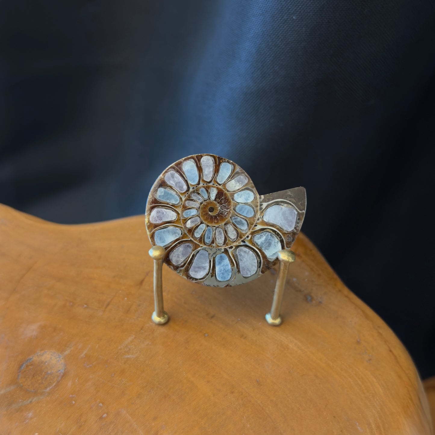 Ammonite with Hackmanite Inlay