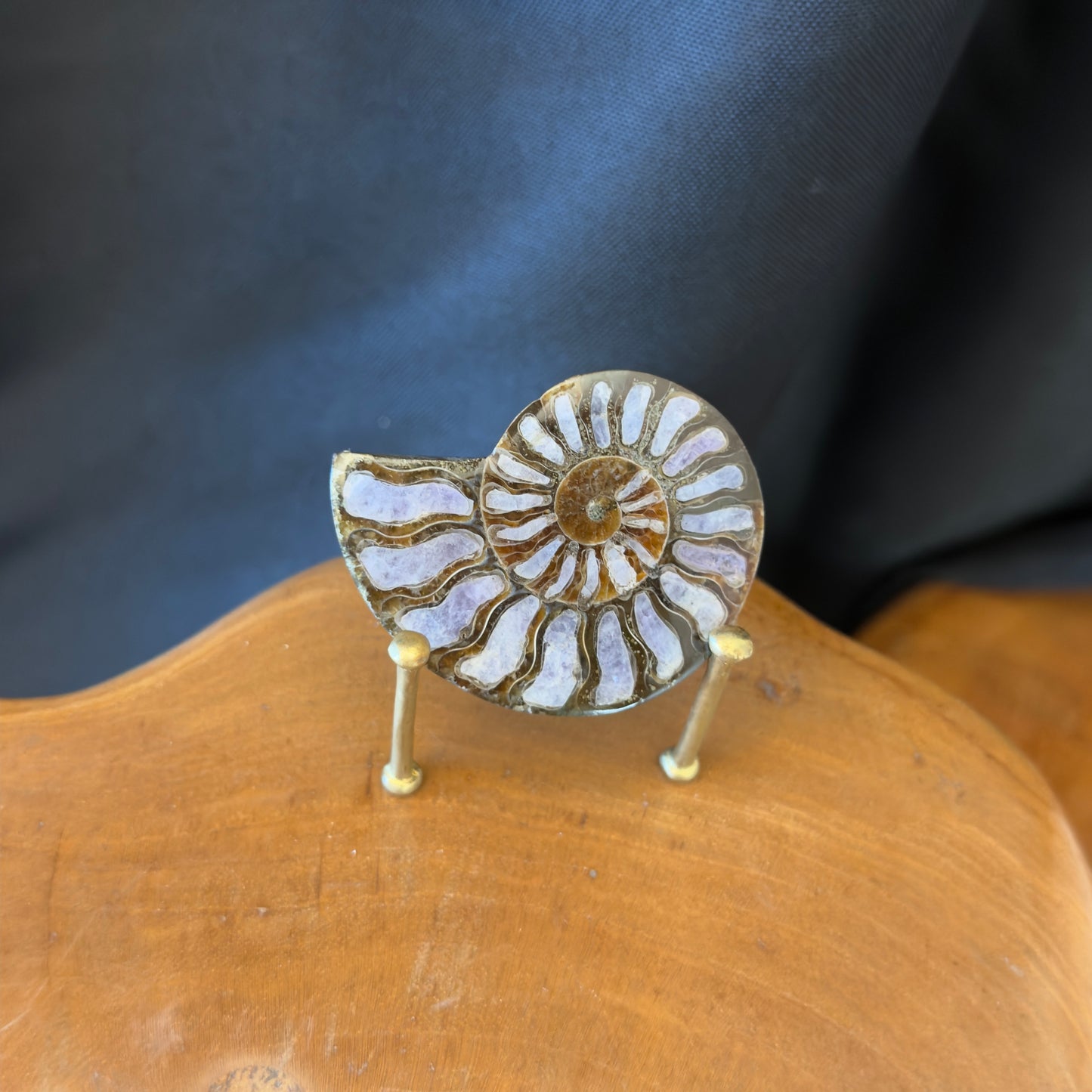 Ammonite with Hackmanite Inlay