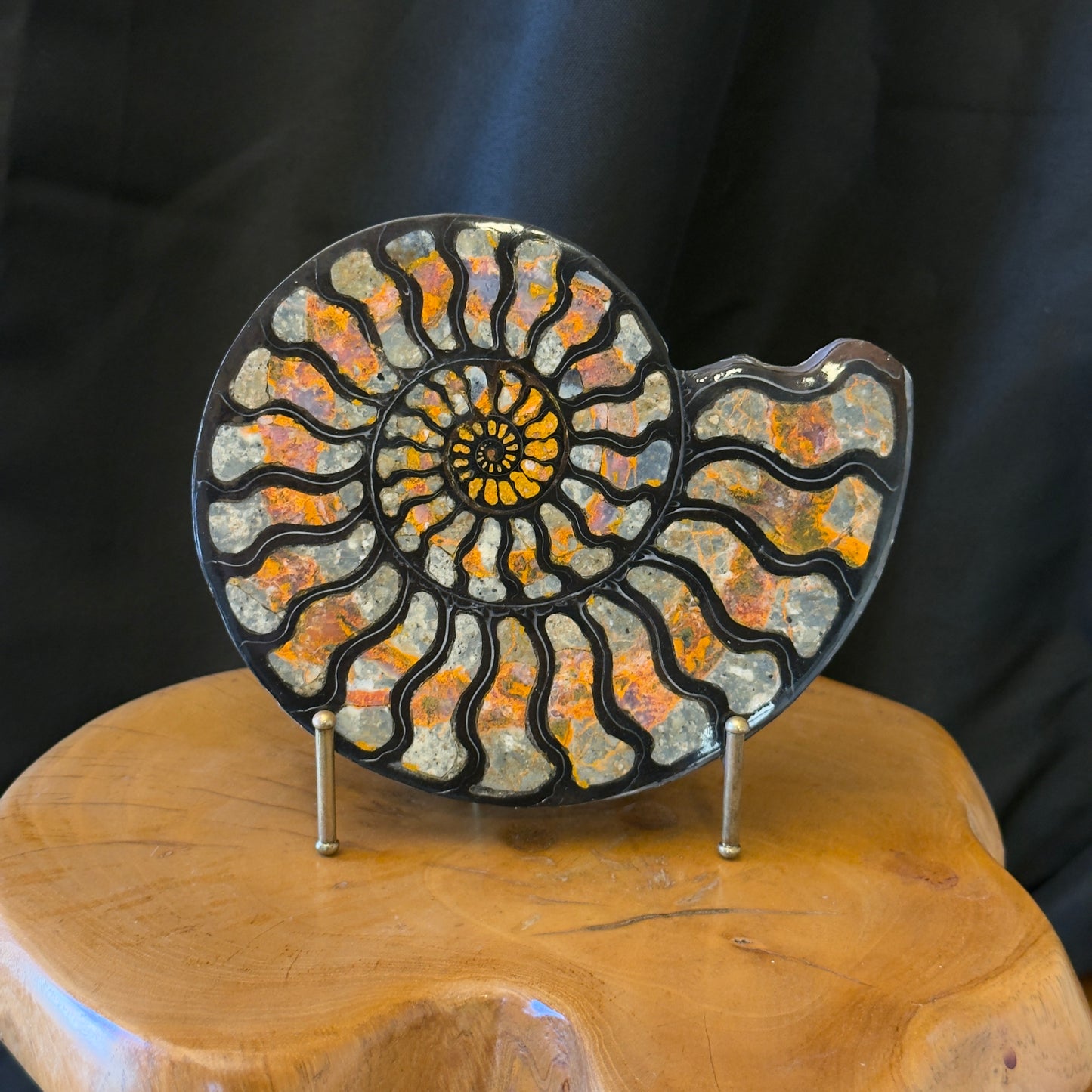 Ammonite with Magma Chalcedony Inlay