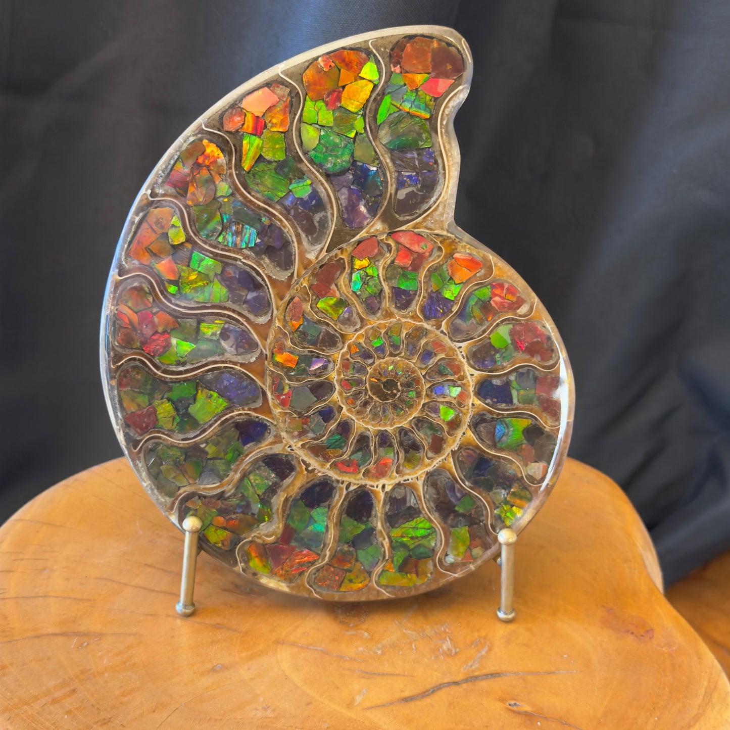 Ammonite with Ammolite Inlay