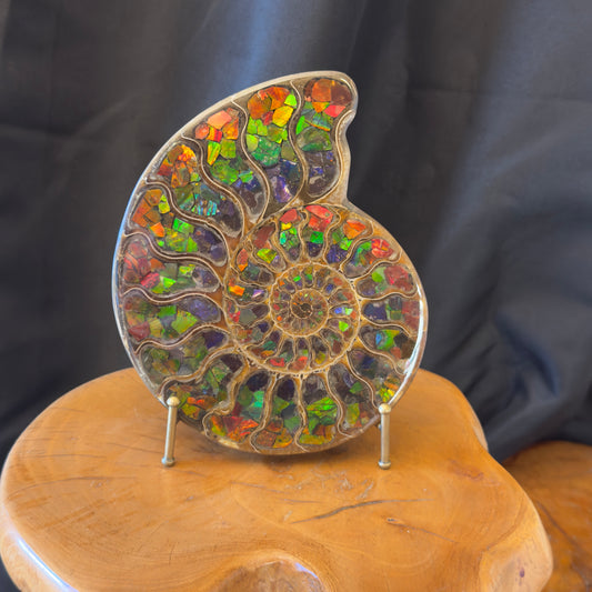 Ammonite with Ammolite Inlay