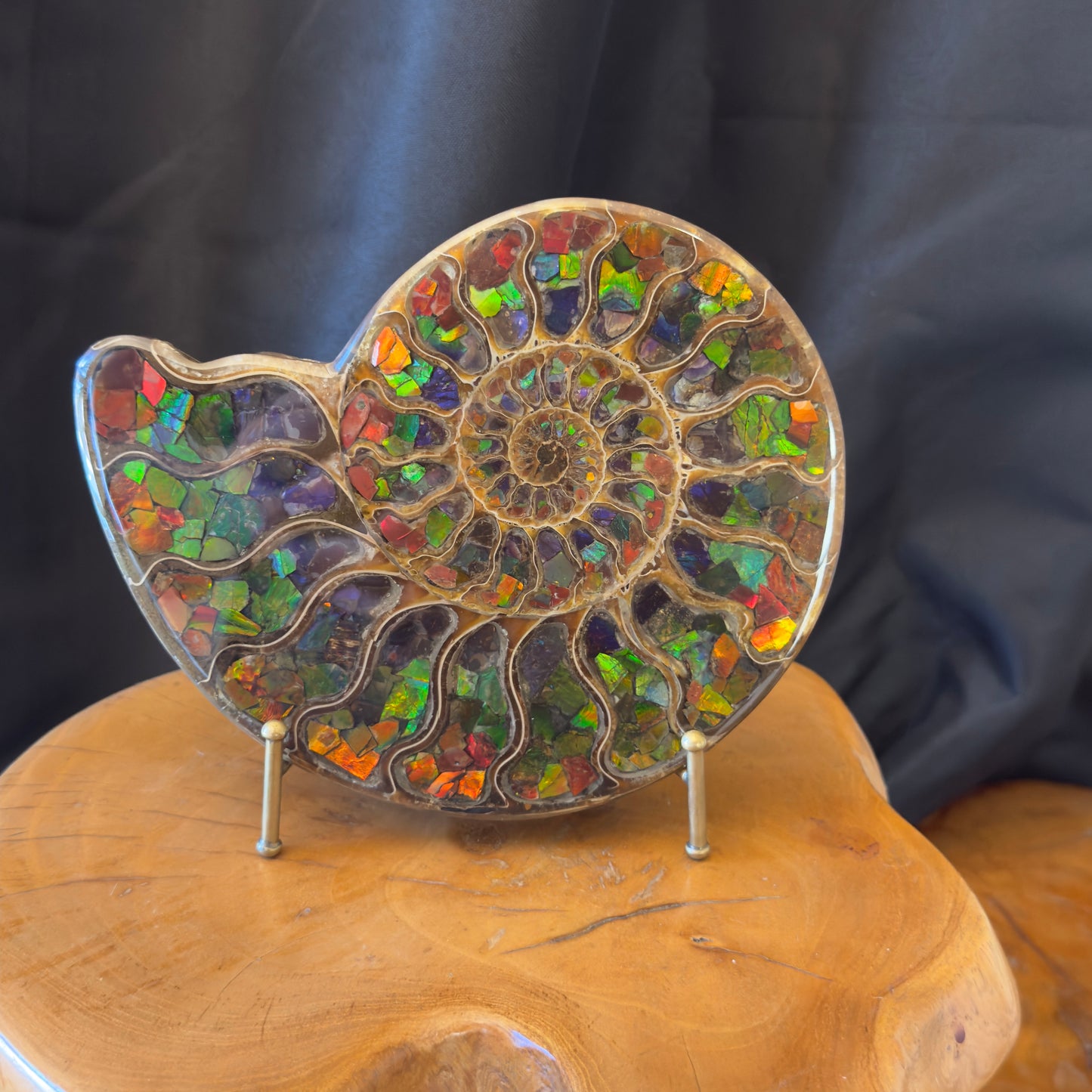 Ammonite with Ammolite Inlay