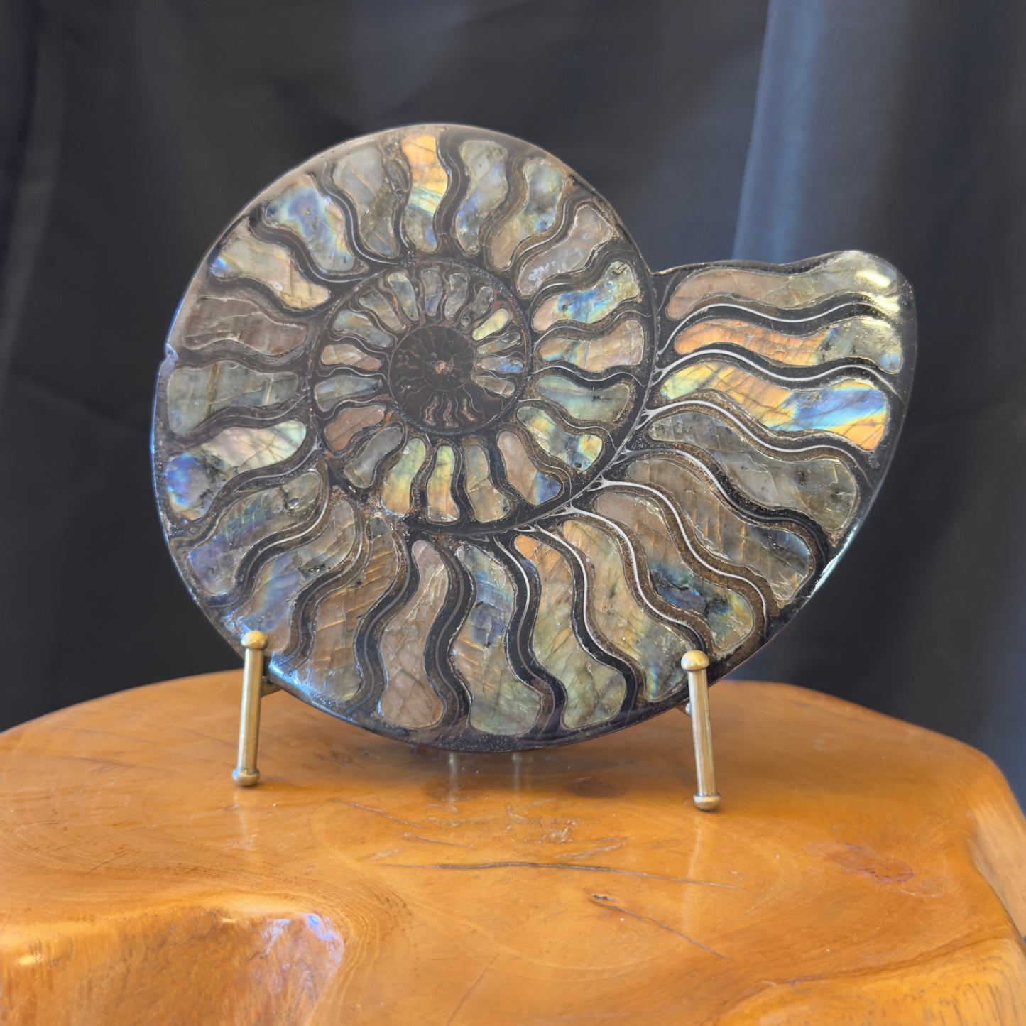 Ammonite with Labradorite Inlay