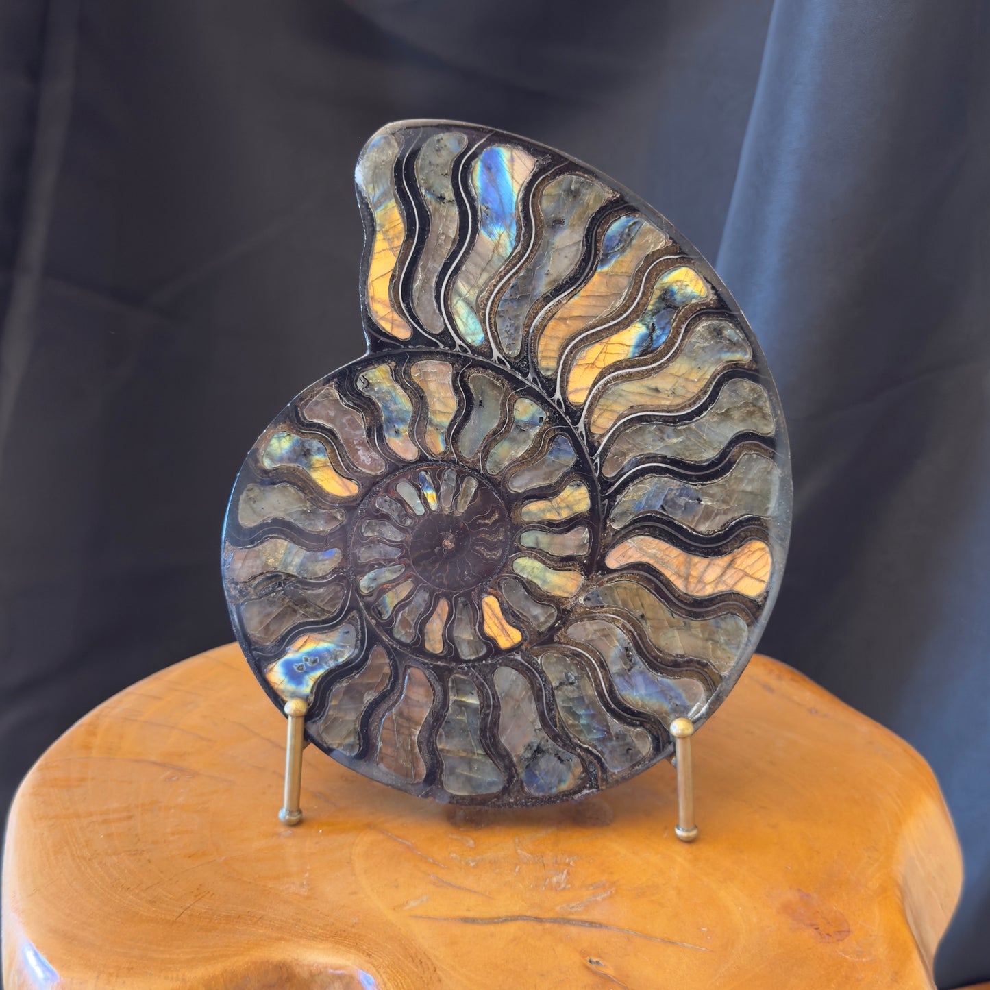 Ammonite with Labradorite Inlay