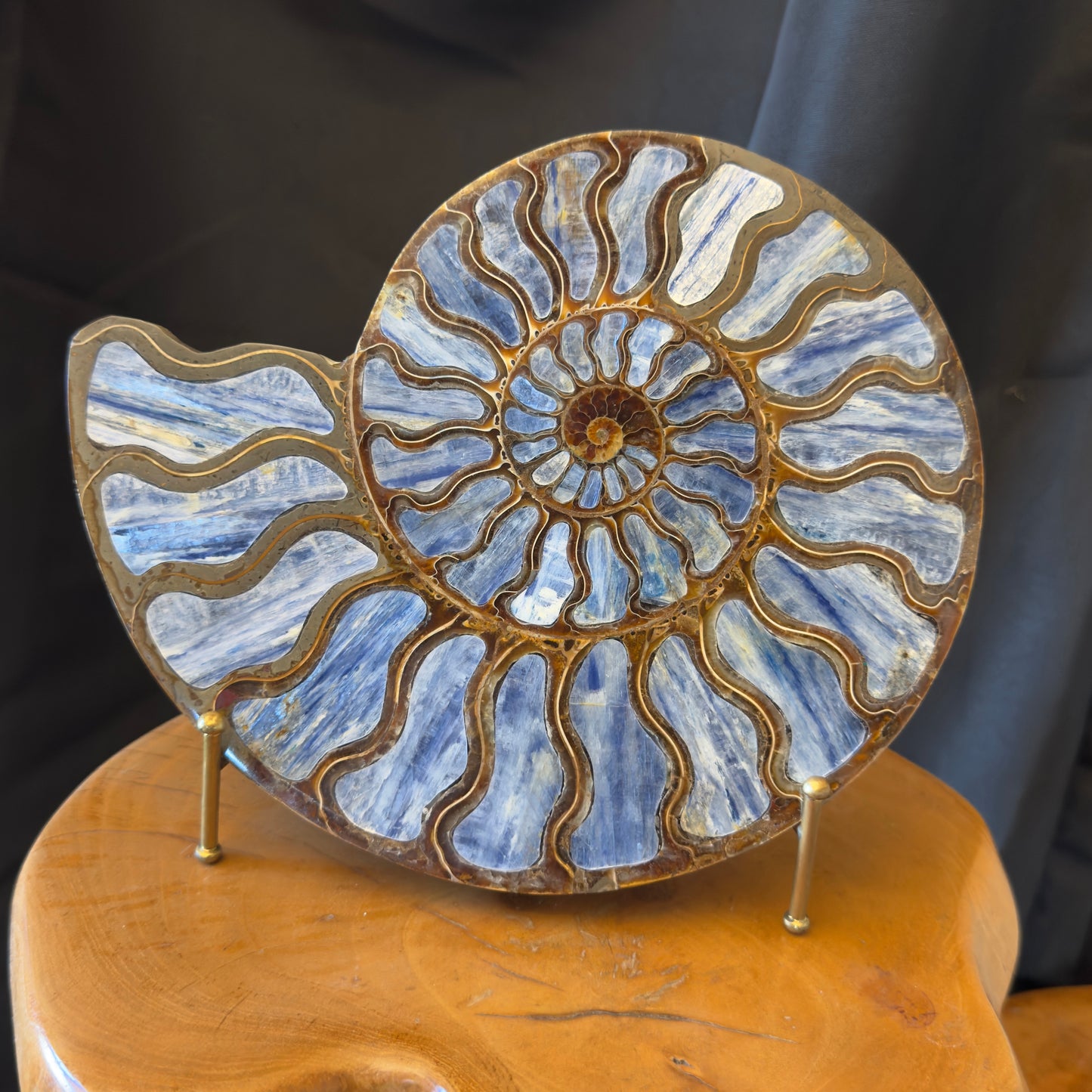 Ammonite with Kyanite Inlay