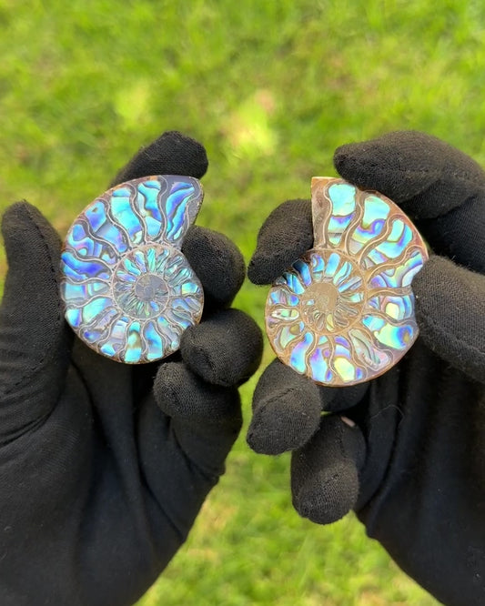 Ammonite with Abalone Inlay