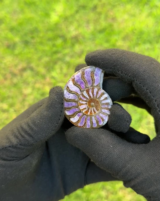 Ammonite with Hackmanite Inlay