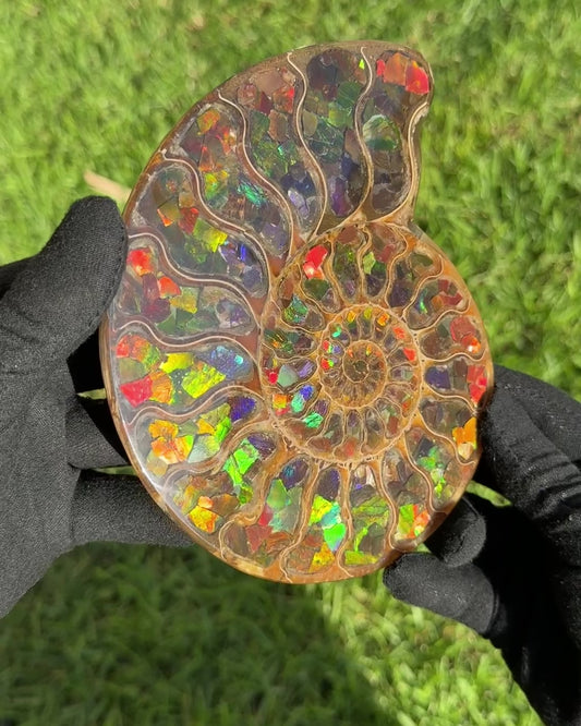 Ammonite with Ammolite Inlay
