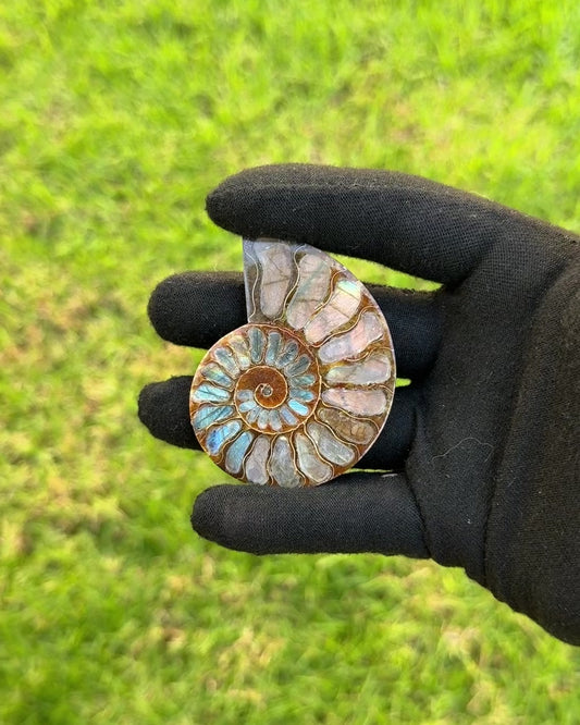 Mini Ammonite with Labradorite